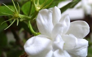 如何用适当的水浇灌非洲茉莉，让它更加旺盛？（探究非洲茉莉成长的秘密，解决浇水难题）