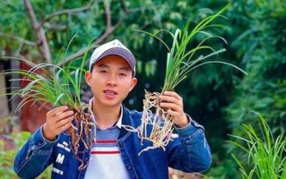用松针种植兰花（如何利用松针种植兰花，一步步教你！）