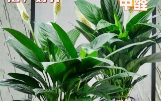 白掌有毒吗？——室内养护必读