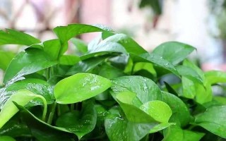 用茶叶水浇花是个好主意吗？（让你的植物茁壮成长，一杯茶水就够了！）
