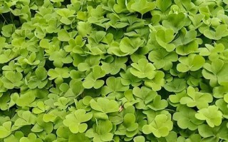 幸运草的种植与养护（时间、方法、关键技巧详解）
