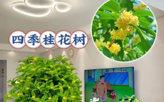 如何让金桂多开花？（从养护到修剪，打造花香缭绕的金桂花园）