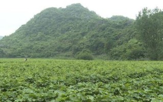 佛手瓜叶子卷曲的原因及补救处理方法（掌握这些关键因素，让你的佛手瓜茁壮成长）
