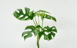 室内种植龟背竹的方法与技巧（打造舒适的绿色生活环境）