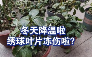 杏树冬季浇水方法（冬季浇水注意事项、杏树浇水时间、杏树冬季浇水频率）