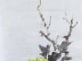 绿牡丹养殖攻略（以怎样的方法养好绿牡丹？）