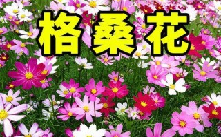 红花草种子的种植方法（从选种到细节，让你轻松种植红花草）