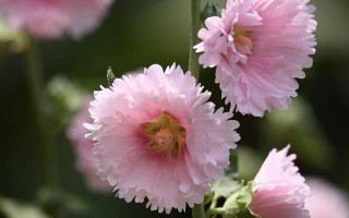 庭院种蜀葵色彩缤纷（打造美丽庭院）
