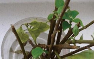 三角梅的水养方法详解（快速掌握三角梅的水养技巧，轻松打造美丽花坛）