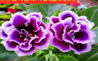 大岩桐和芙蓉花的区别（认识这两种常见的花卉，）