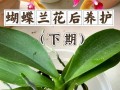 蝴蝶兰修剪技巧（打造美丽蝴蝶兰的秘诀）