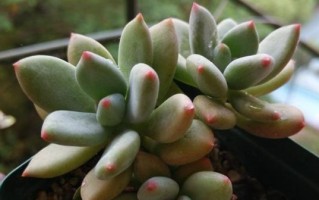 多肉青星美人的养护指南（打造独特美丽的多肉植物花园）