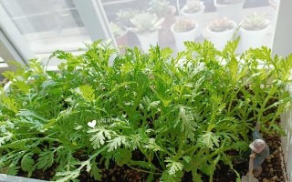 阳台种植茼蒿，轻松实现绿色生活（阳台绿色种植，迎接健康生活）