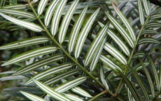 山茶是裸子植物吗？——探究山茶的植物分类