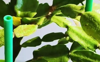 以多蟹兰怎么养（打造绿色室内花园的绝佳选择）