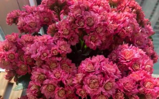 长寿花的花期及开花时间（长寿花的花期长短与其生长环境有关）