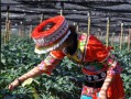 田七养殖技巧（打造旺盛的田七园）