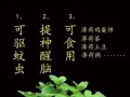 薄荷草是否能在冬季存活？（解读薄荷草的抗寒能力）