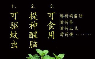 薄荷草是否能在冬季存活？（解读薄荷草的抗寒能力）