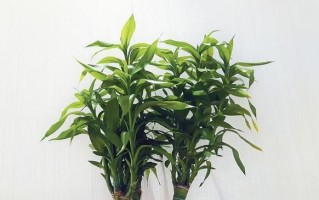 如何养殖小竹子，让其旺盛生长？（打造小竹子繁茂的技巧和经验分享）