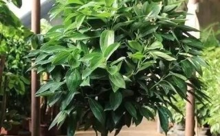 打造健康家居环境——平安树的家庭养法（一文读懂平安树的养护要点，让您轻松享受清新舒适的家居环境）