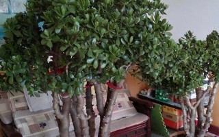 寒冬之中，如何让花儿不冻死？（冬季保护花卉的关键方法及技巧）