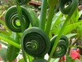 解决植物过长问题的有效方法（控制生长，维持植物健康的关键）