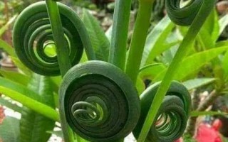 解决植物过长问题的有效方法（控制生长，维持植物健康的关键）