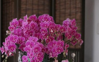 春节花市大揭秘（挑选花卉应该注意的事项）