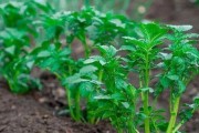 十二月种蔬菜指南（冬季蔬菜种植技巧，让你在十二月丰收）