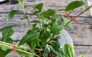 如何培养旺盛的水培栀子花？（掌握这些技巧，让你的栀子花更美！）