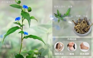 以紫鸭拓草扦插的方法与技巧（以紫鸭拓草扦插繁衍绿色生命之花开结果）