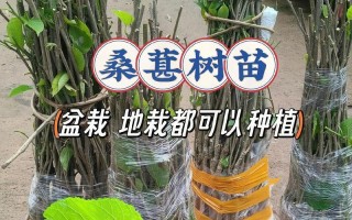 北方桑葚成熟时间及采摘技巧（了解成熟时间，享受美味果实）