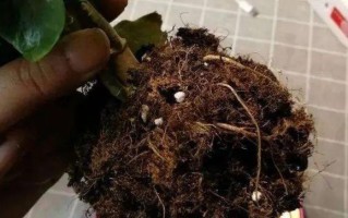 长寿花叶子发蔫原因及补救方法（植物护理必读，让长寿花重新焕发生机！）