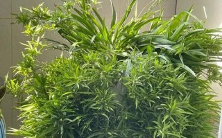 孔雀吊兰养护全攻略（如何正确地照料孔雀吊兰，让它在家中焕发绚丽的色彩）