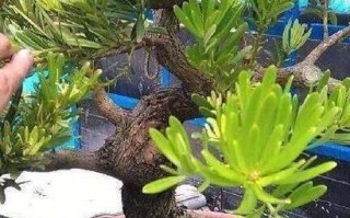 如何正确浇水罗汉松（浇水方法、浇水频率、浇水量，让你的罗汉松健康成长）