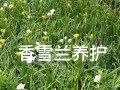 以香雪兰如何度过寒冬（从保温到补光，了解香雪兰的冬季养护）