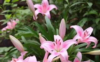 百合的花语与寓意（探究百合鲜花的神秘密码）