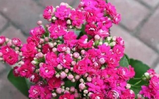 柳树水浇花指南（选择适合的花卉，让柳树水发挥最大功效）