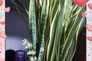 室外养虎皮兰，打造绿色庭院（以虎皮兰为主角的室外养护指南）