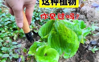 沙罗植物的类型及特点（探究沙罗属植物的分类、形态特征和生态习性）