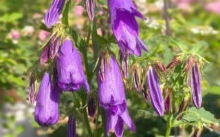 风铃草的生长环境（风铃草在哪些地方生长？——探秘风铃草的生态特性）
