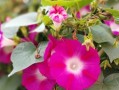 牵牛花的生长周期和开花时间详解（了解牵牛花开花需要多久，做好养护工作，让花期更长）