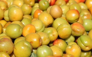 探秘杏子的独特味道（从口感、香气、甜度三个角度解读杏子风味）