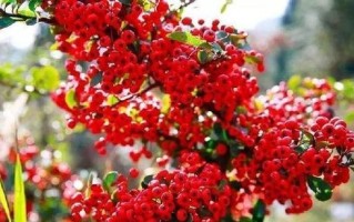火棘的开花结果（火棘的花期、果实和食用）