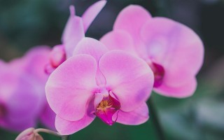 兰花是单子叶植物吗？——探究兰花的分类特征（兰花的形态特征、生物学特性、分类归属与演化历程）