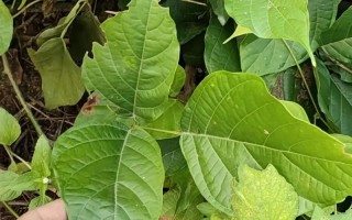 以鸡血腾怎么带（唤醒活力，引领新潮流）