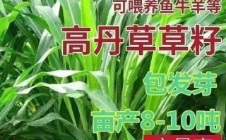 高丹草是多年生植物吗？（揭秘高丹草的生命周期）