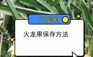 火龙果种植技巧揭秘（掌握关键的种植要点，打造饱满多汁的火龙果果实）