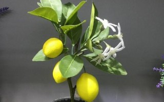 柠檬树根系发达的原因及其重要性（探究柠檬树根系的结构和功能）